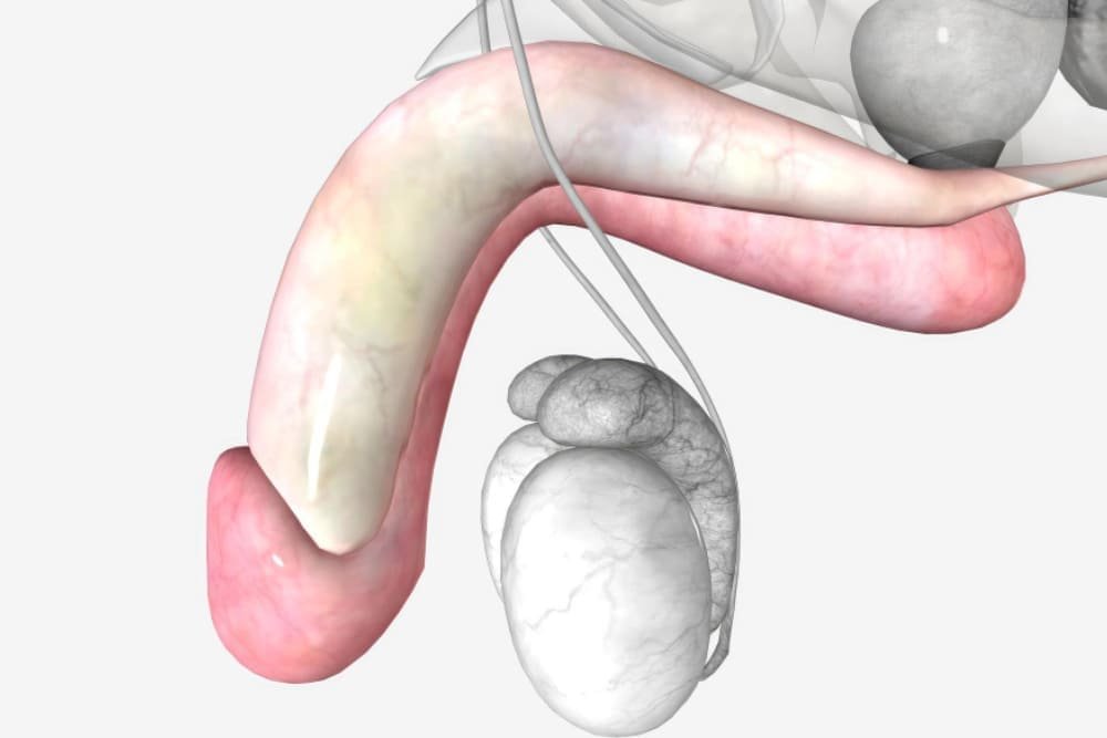 Enfermedades de los testículos